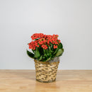 Holiday Kalanchoe 6"