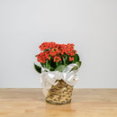 Holiday Kalanchoe 6"