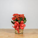 Holiday Kalanchoe 6"