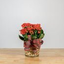 Holiday Kalanchoe 6"