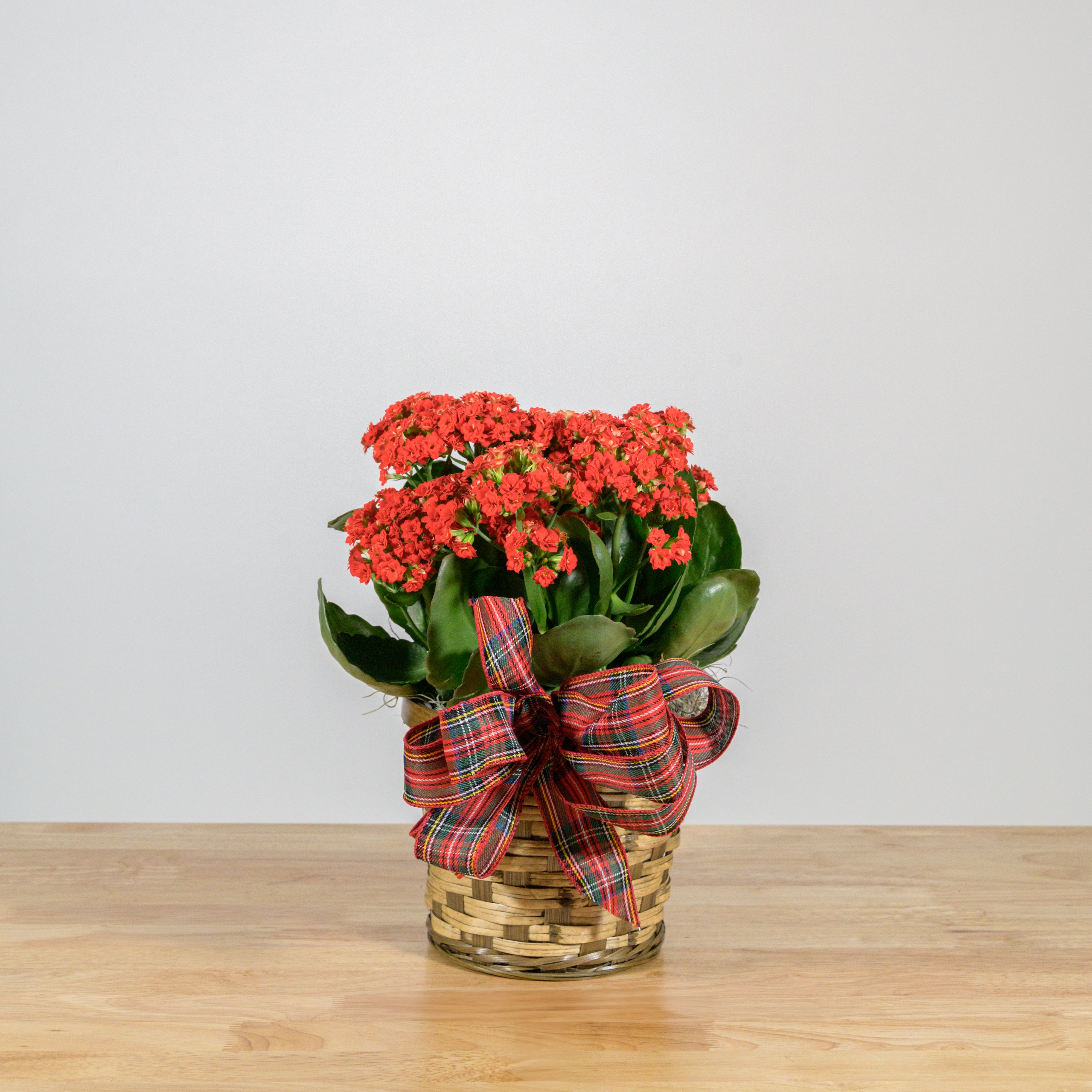 Holiday Kalanchoe 6"