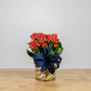 Holiday Kalanchoe 6"