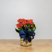 Holiday Kalanchoe 6"