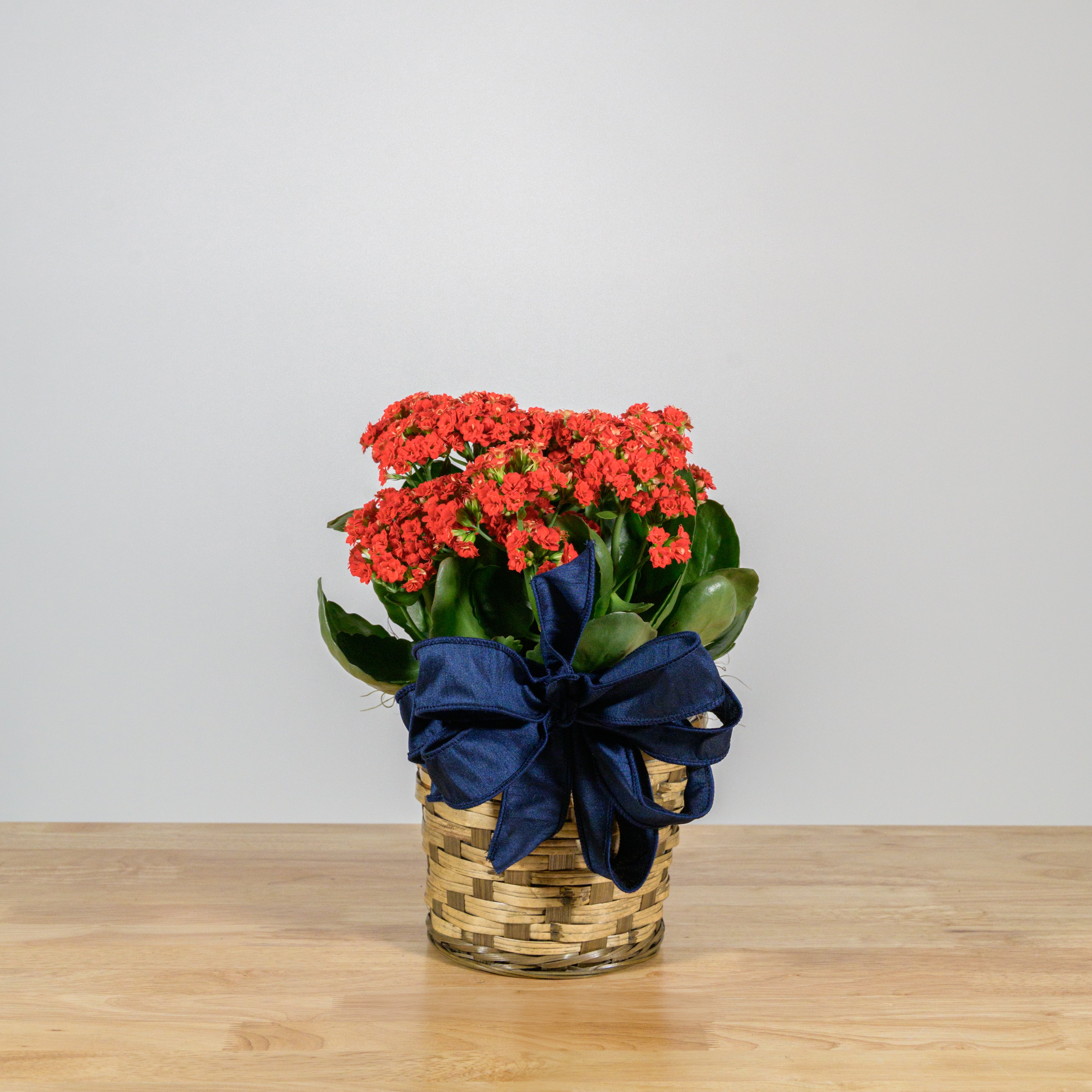 Holiday Kalanchoe 6"