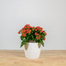 Holiday Kalanchoe 6"