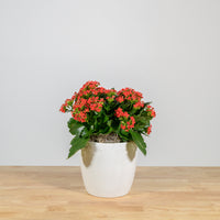 Holiday Kalanchoe 6"