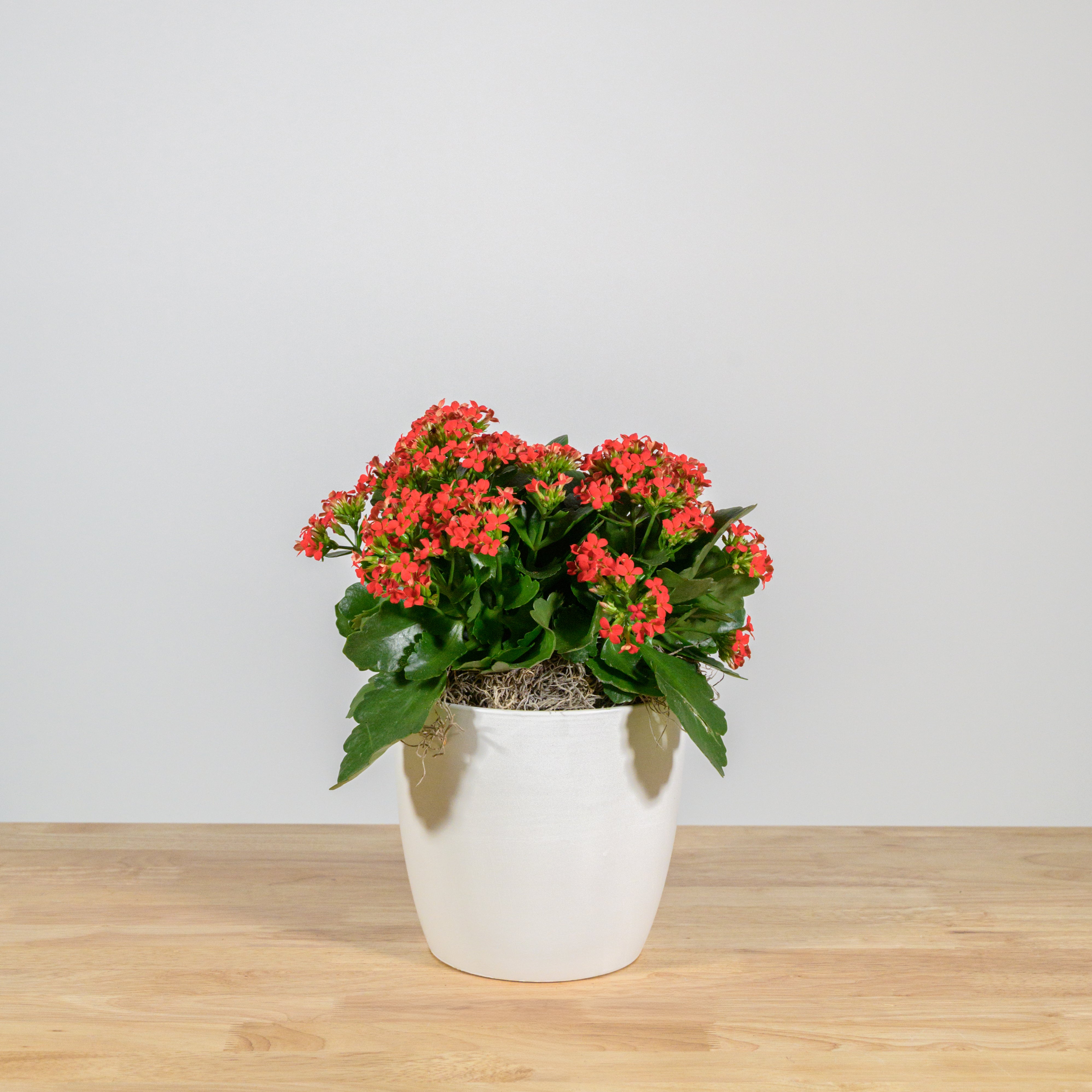 Holiday Kalanchoe 6"