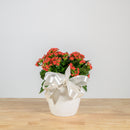 Holiday Kalanchoe 6"