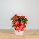 Holiday Kalanchoe 6"
