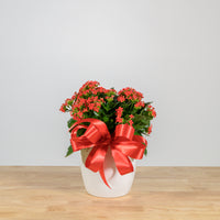 Holiday Kalanchoe 6"