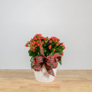 Holiday Kalanchoe 6"