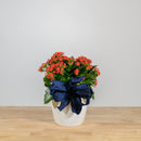 Holiday Kalanchoe 6"