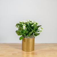 Holiday Kalanchoe 6"