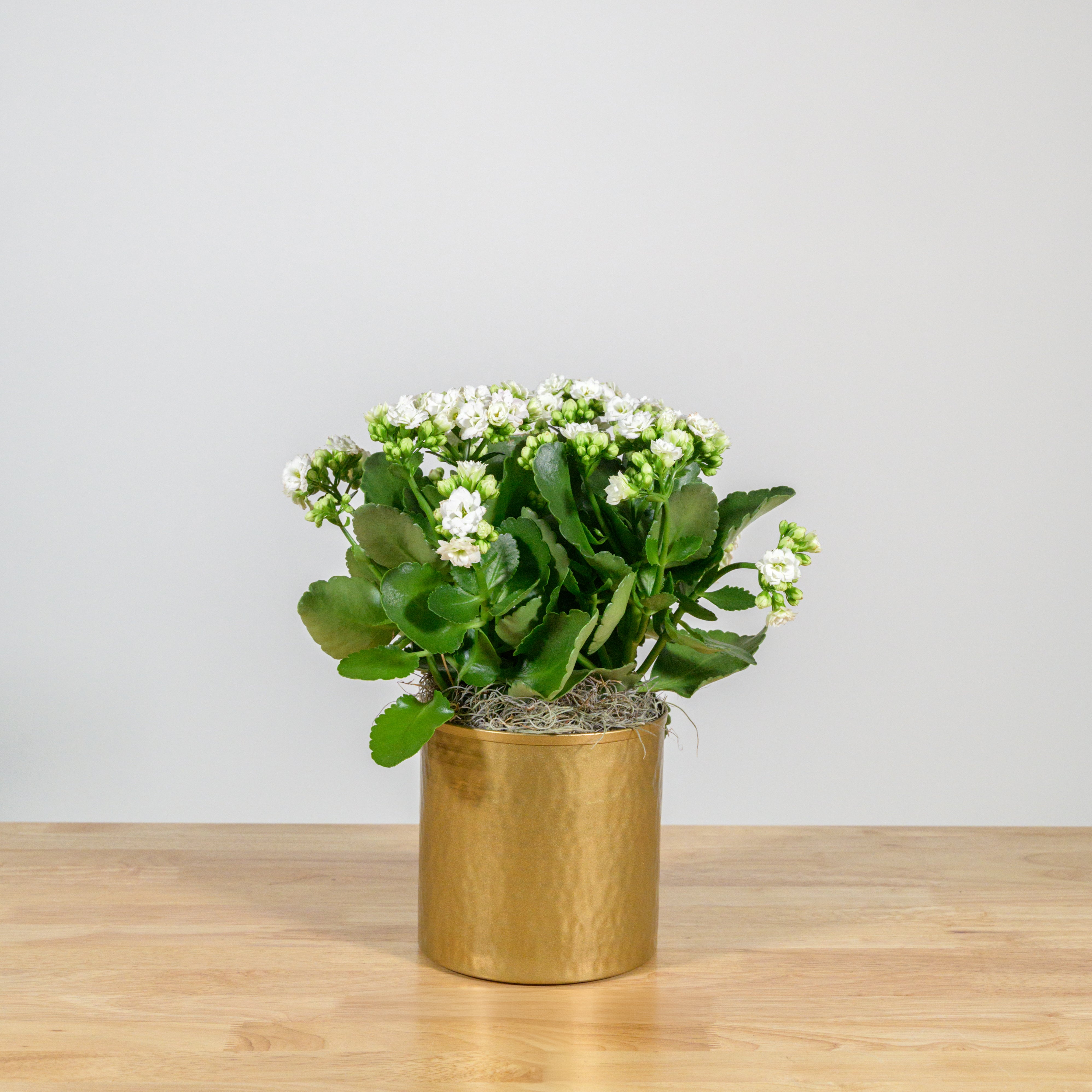 Holiday Kalanchoe 6"