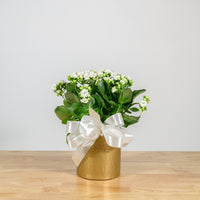 Holiday Kalanchoe 6"