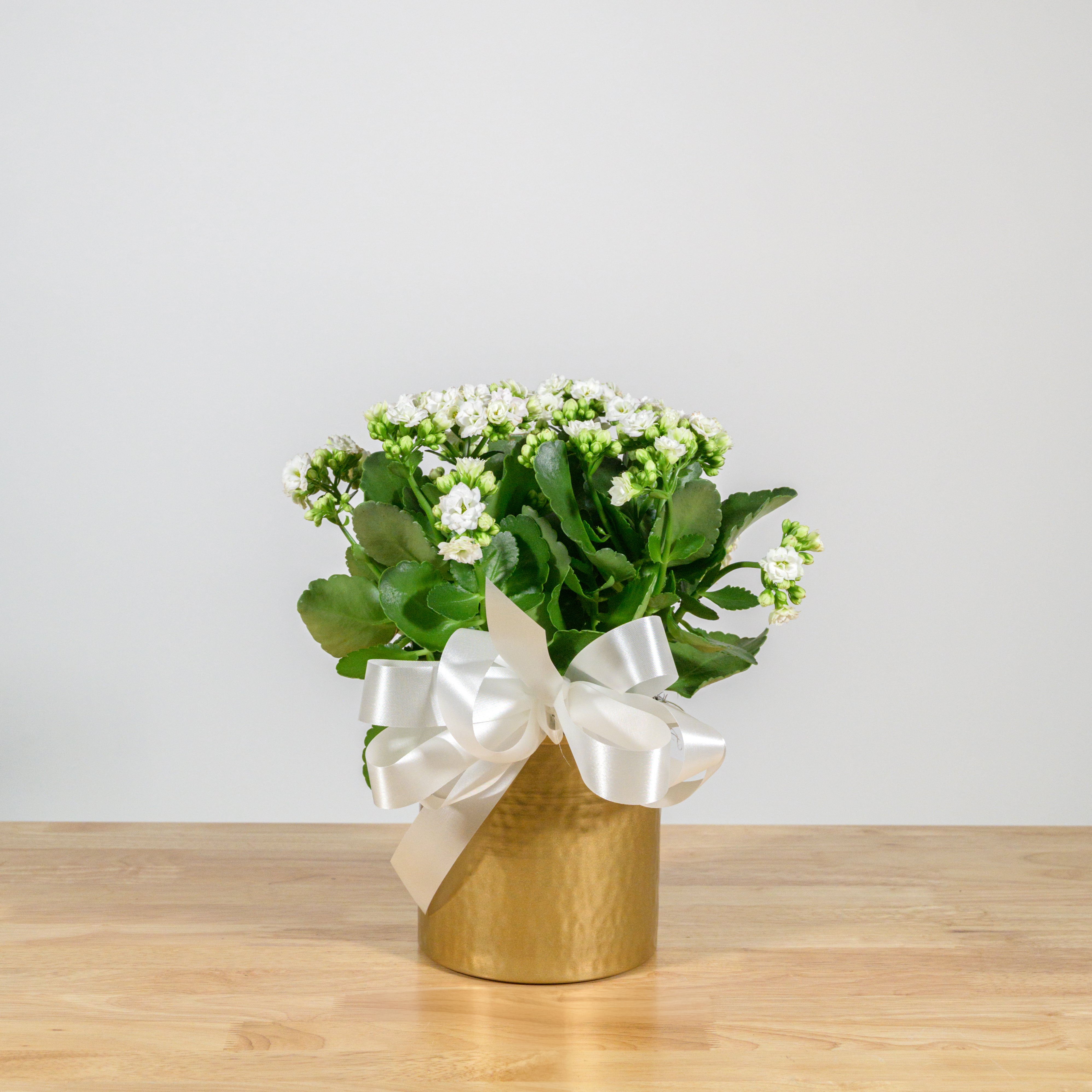 Holiday Kalanchoe 6"