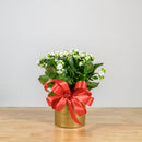 Holiday Kalanchoe 6"