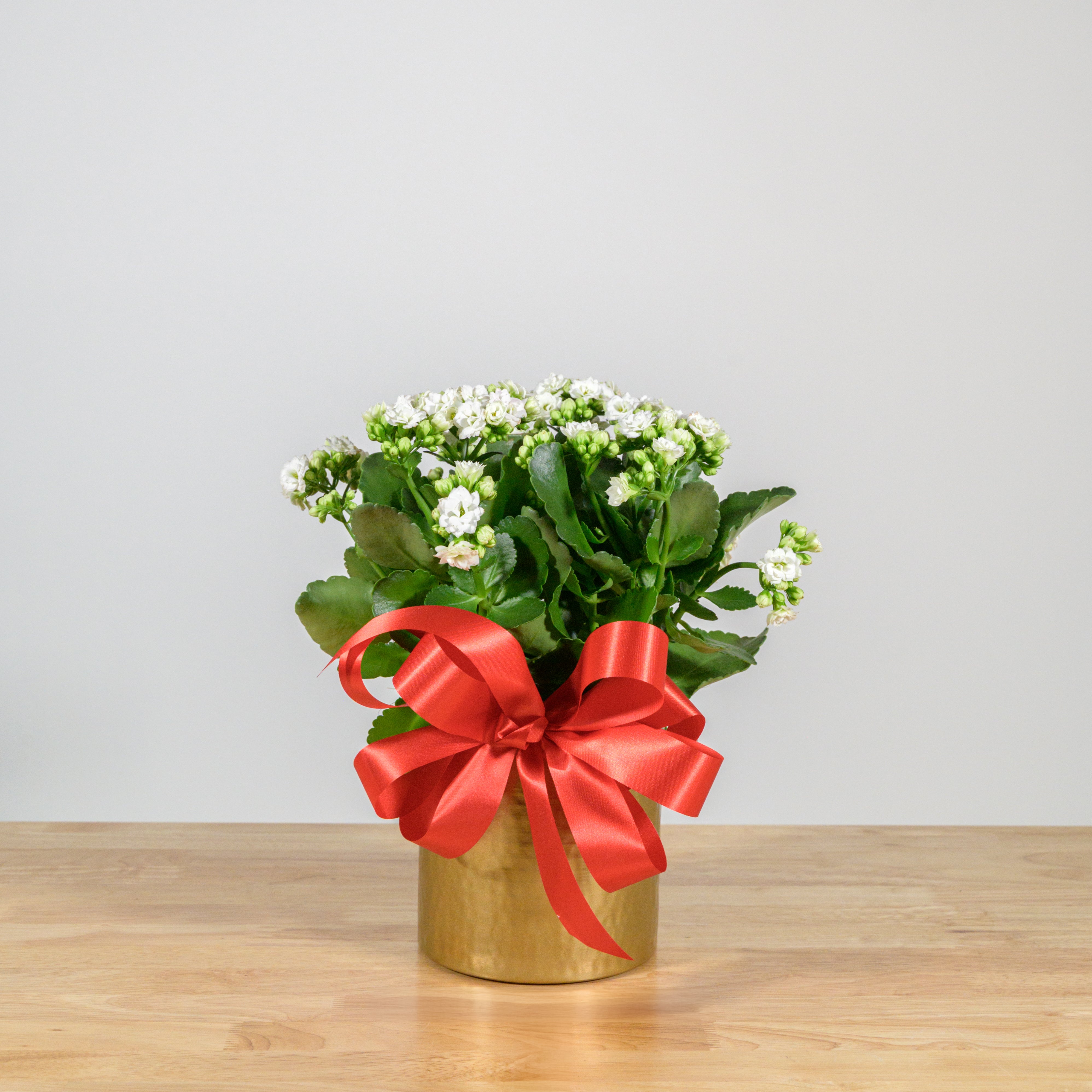 Holiday Kalanchoe 6"