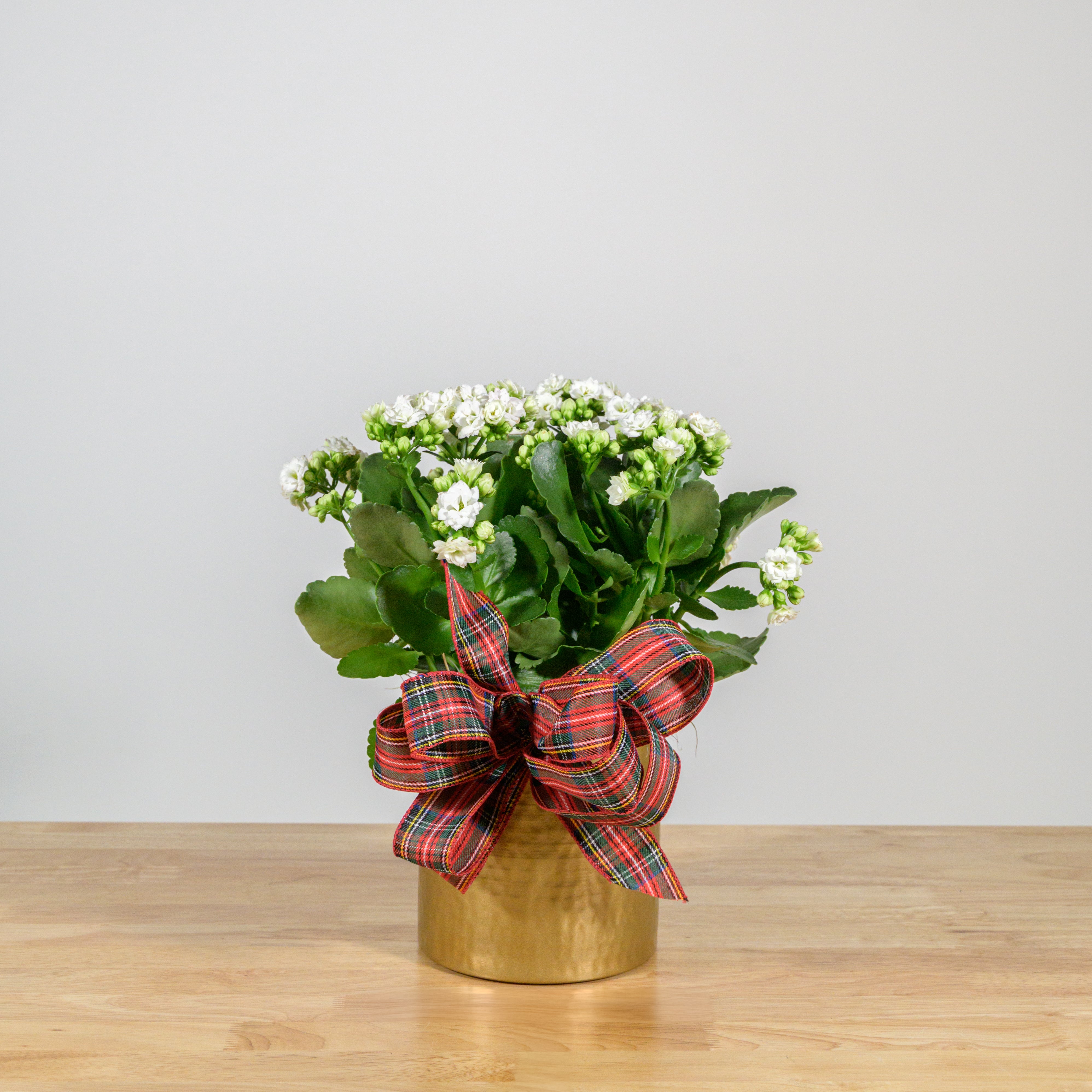 Holiday Kalanchoe 6"