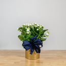 Holiday Kalanchoe 6"