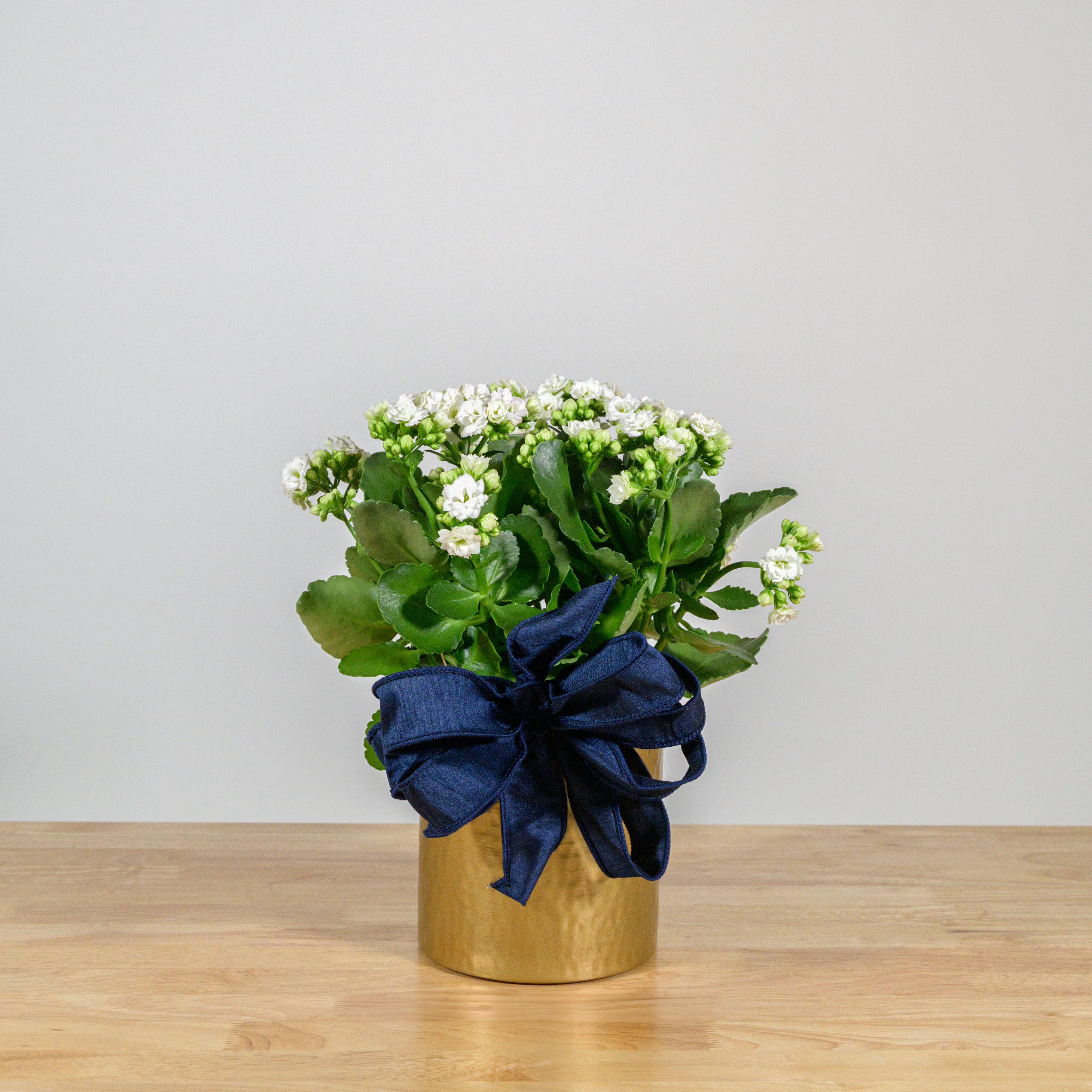 Holiday Kalanchoe 6"