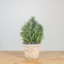 Lavender Christmas Tree 6"