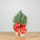 Lavender Christmas Tree 6"