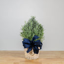 Lavender Christmas Tree 6"