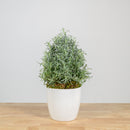 Lavender Christmas Tree 6"