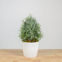 Lavender Christmas Tree 6"