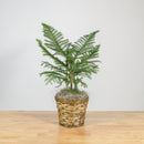 Norfolk Island Pine 6"