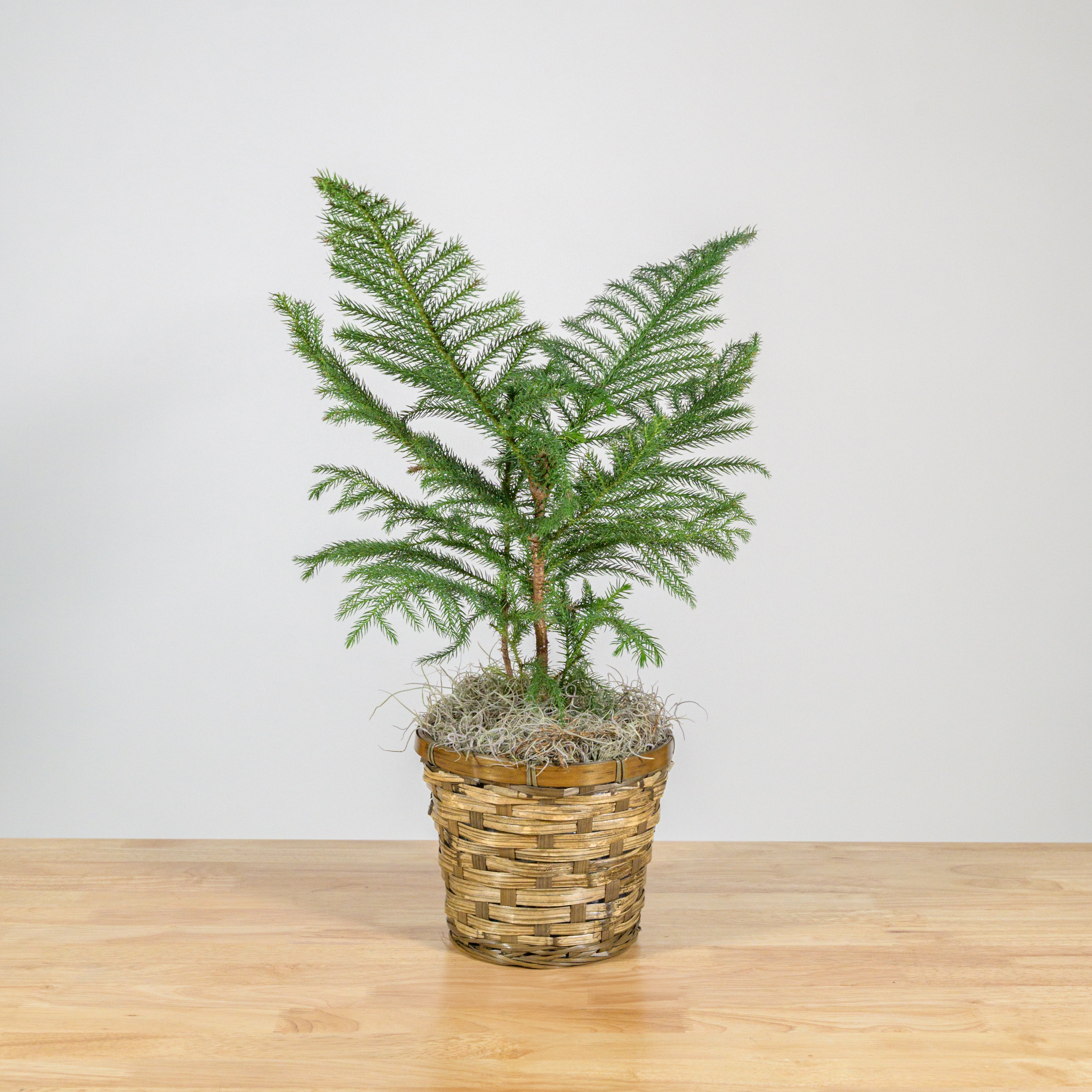 Norfolk Island Pine 6"