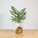 Norfolk Island Pine 6"