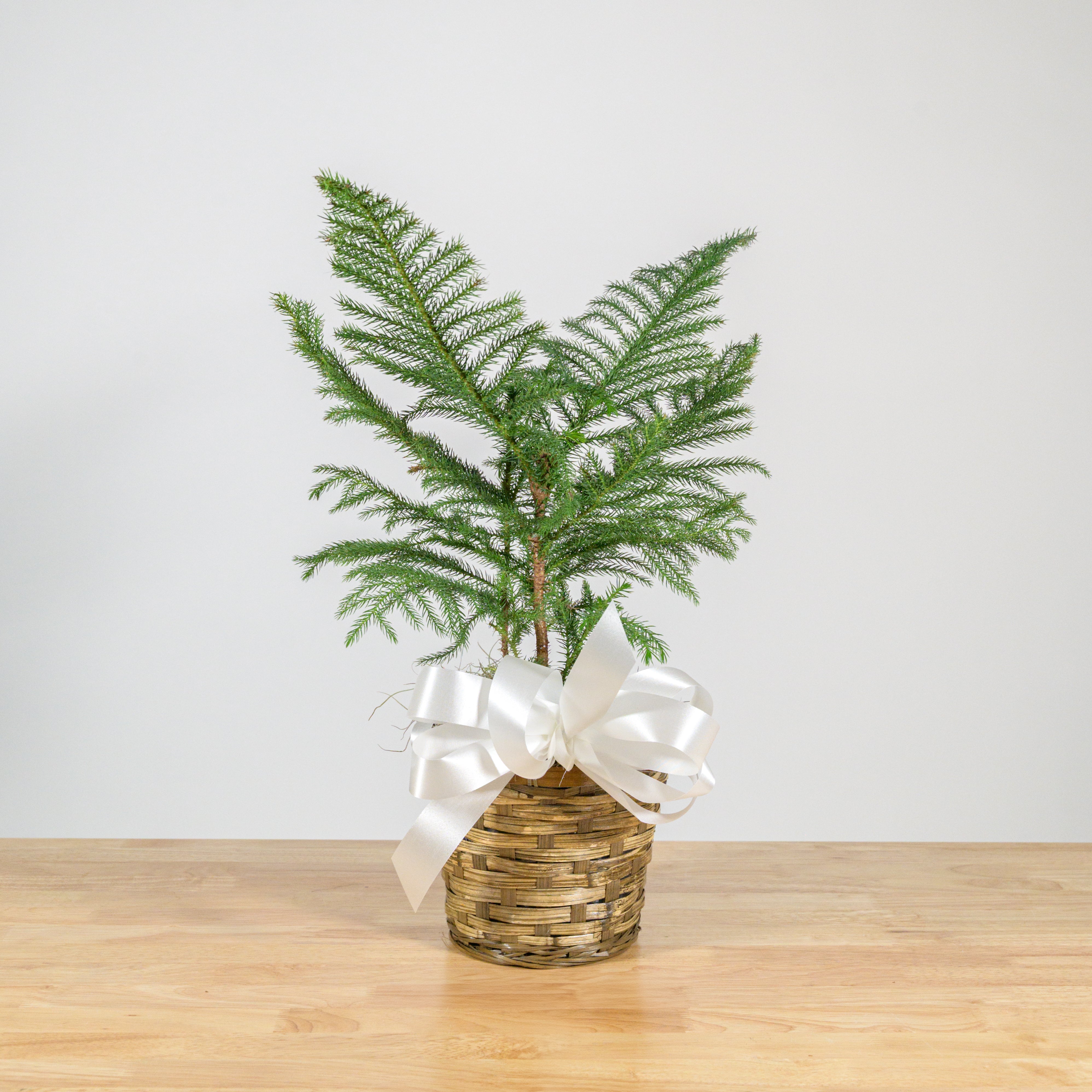 Norfolk Island Pine 6"