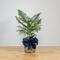 Norfolk Island Pine 6"