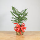 Norfolk Island Pine 6"