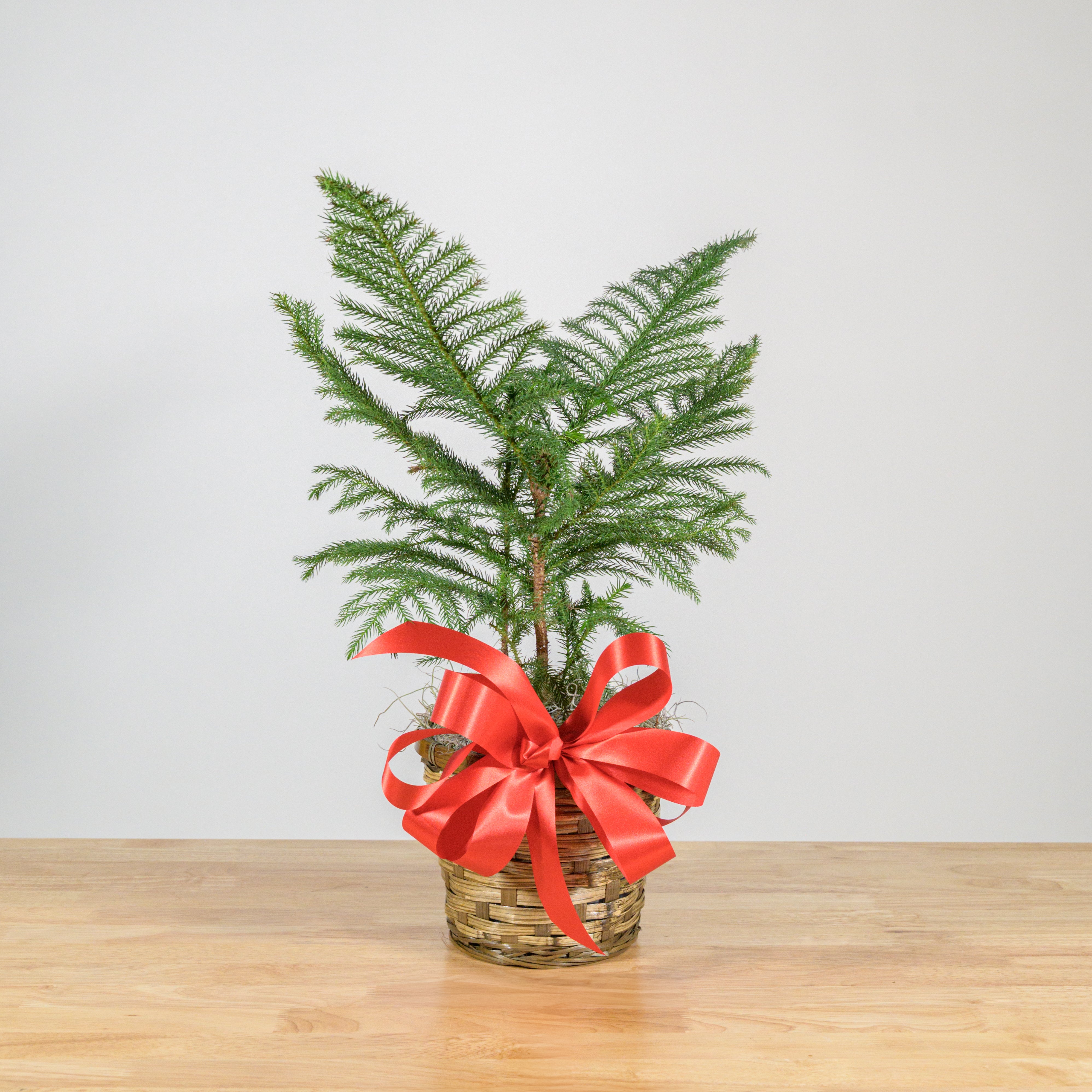 Norfolk Island Pine 6"