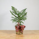 Norfolk Island Pine 6"