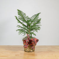 Norfolk Island Pine 6"