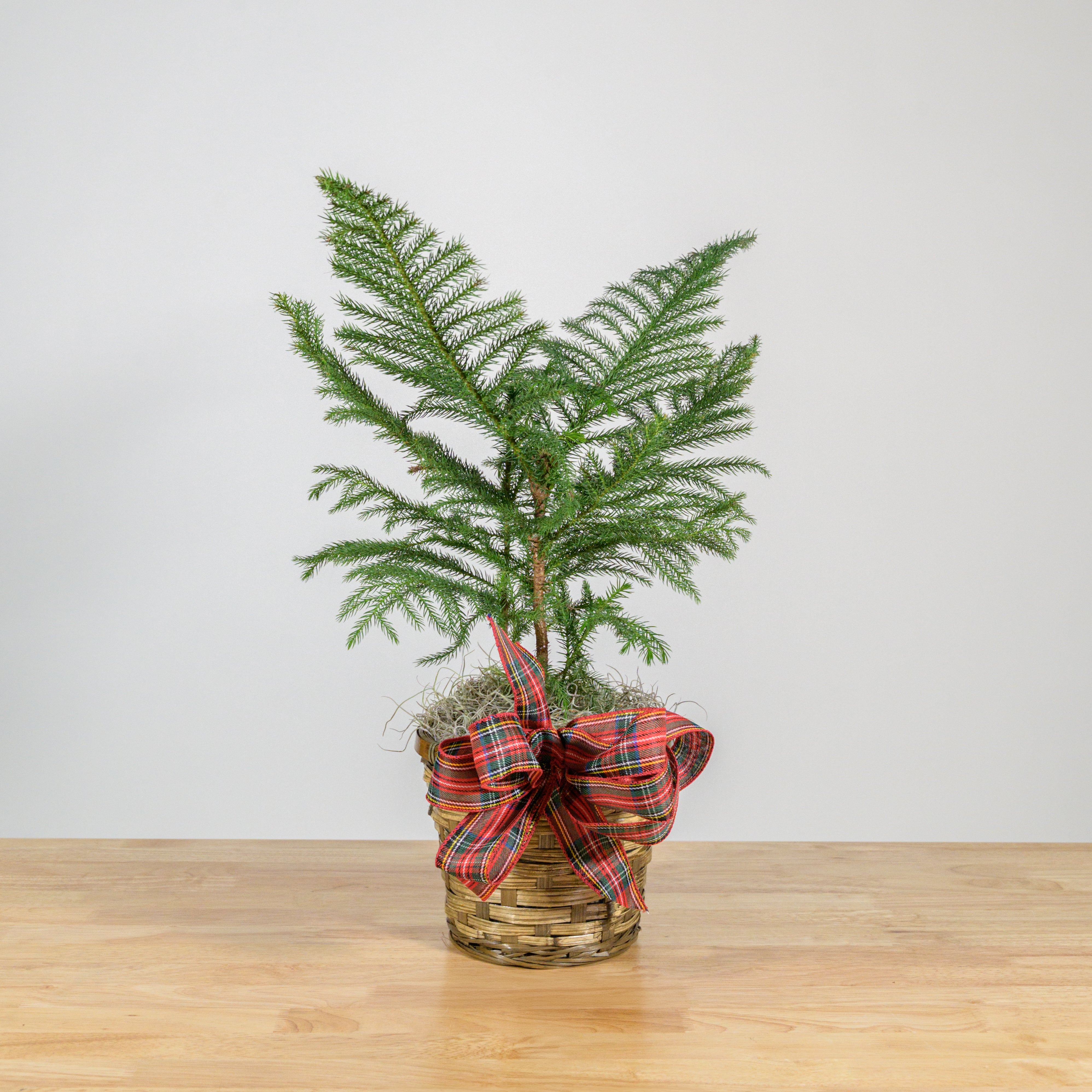 Norfolk Island Pine 6"