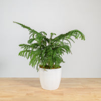 Norfolk Island Pine 6"
