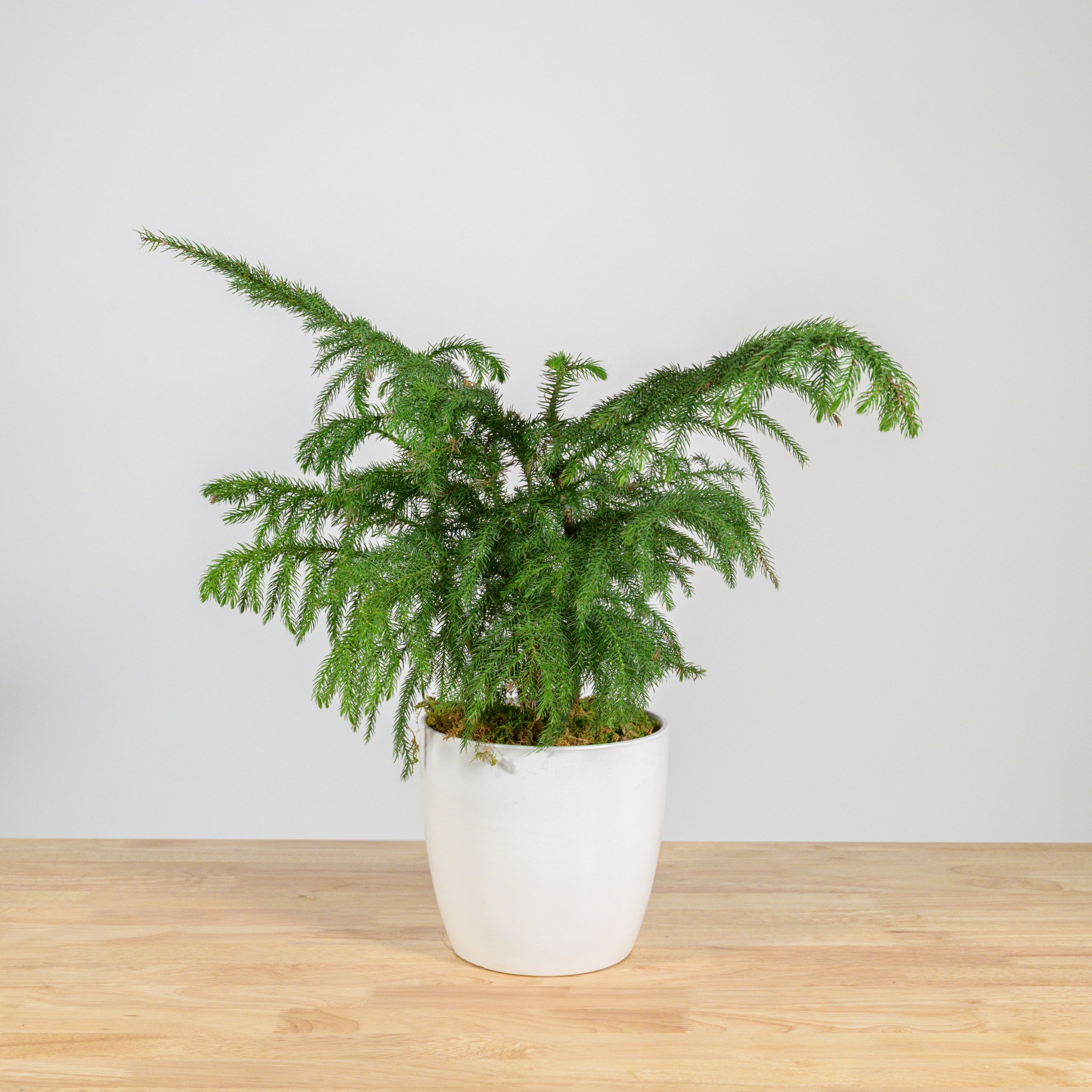 Norfolk Island Pine 6"