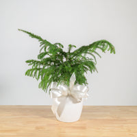 Norfolk Island Pine 6"
