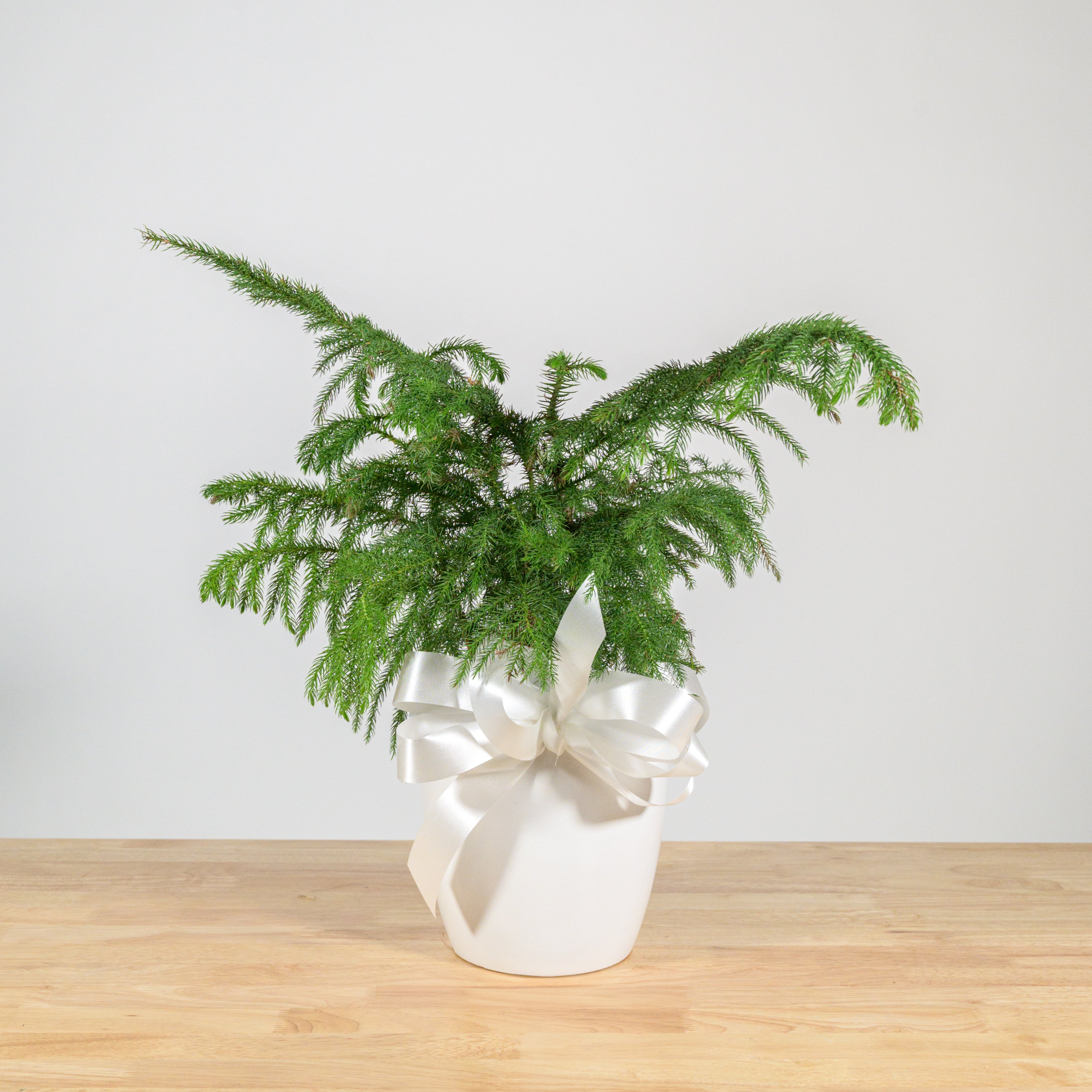 Norfolk Island Pine 6"