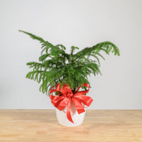 Norfolk Island Pine 6"