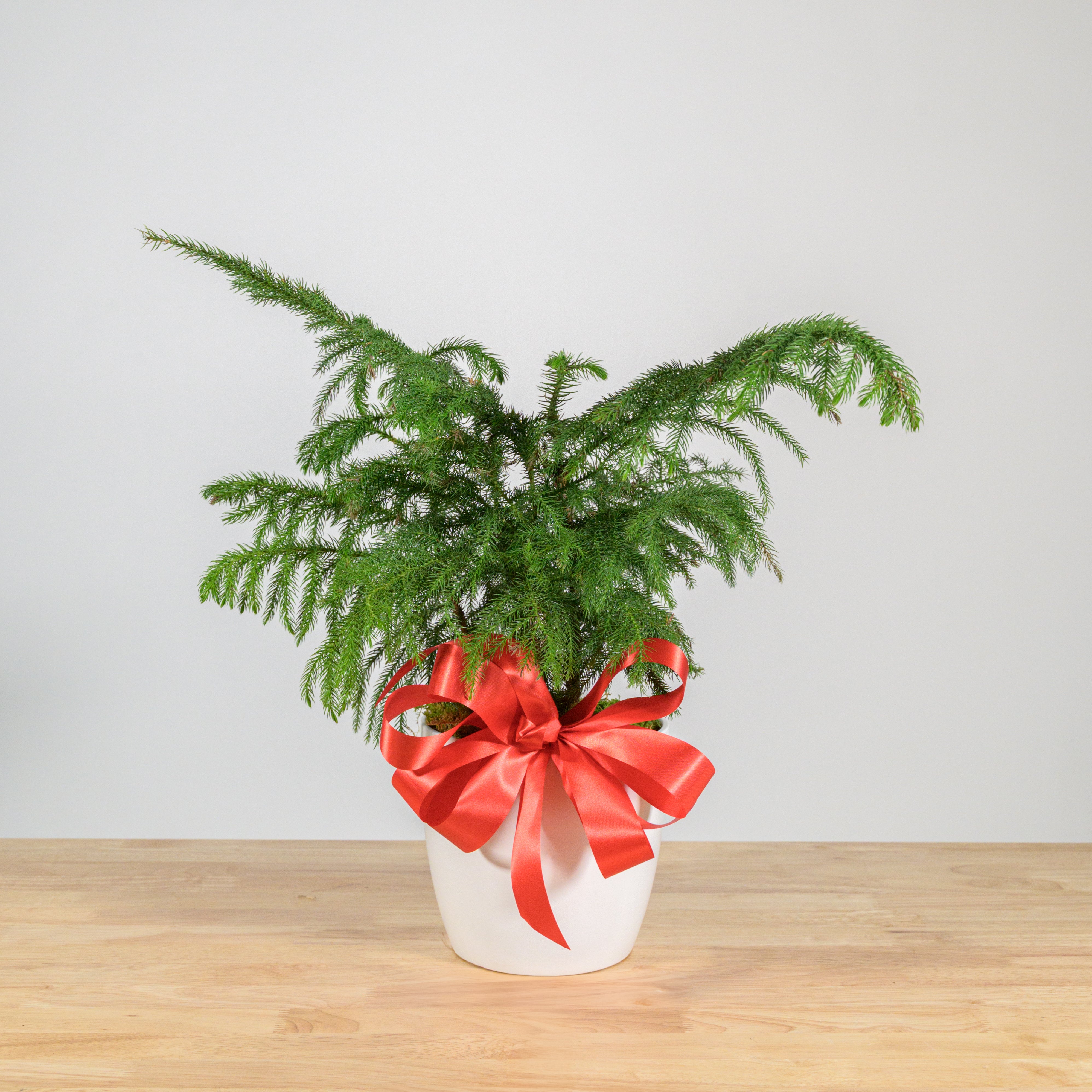 Norfolk Island Pine 6"