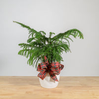Norfolk Island Pine 6"