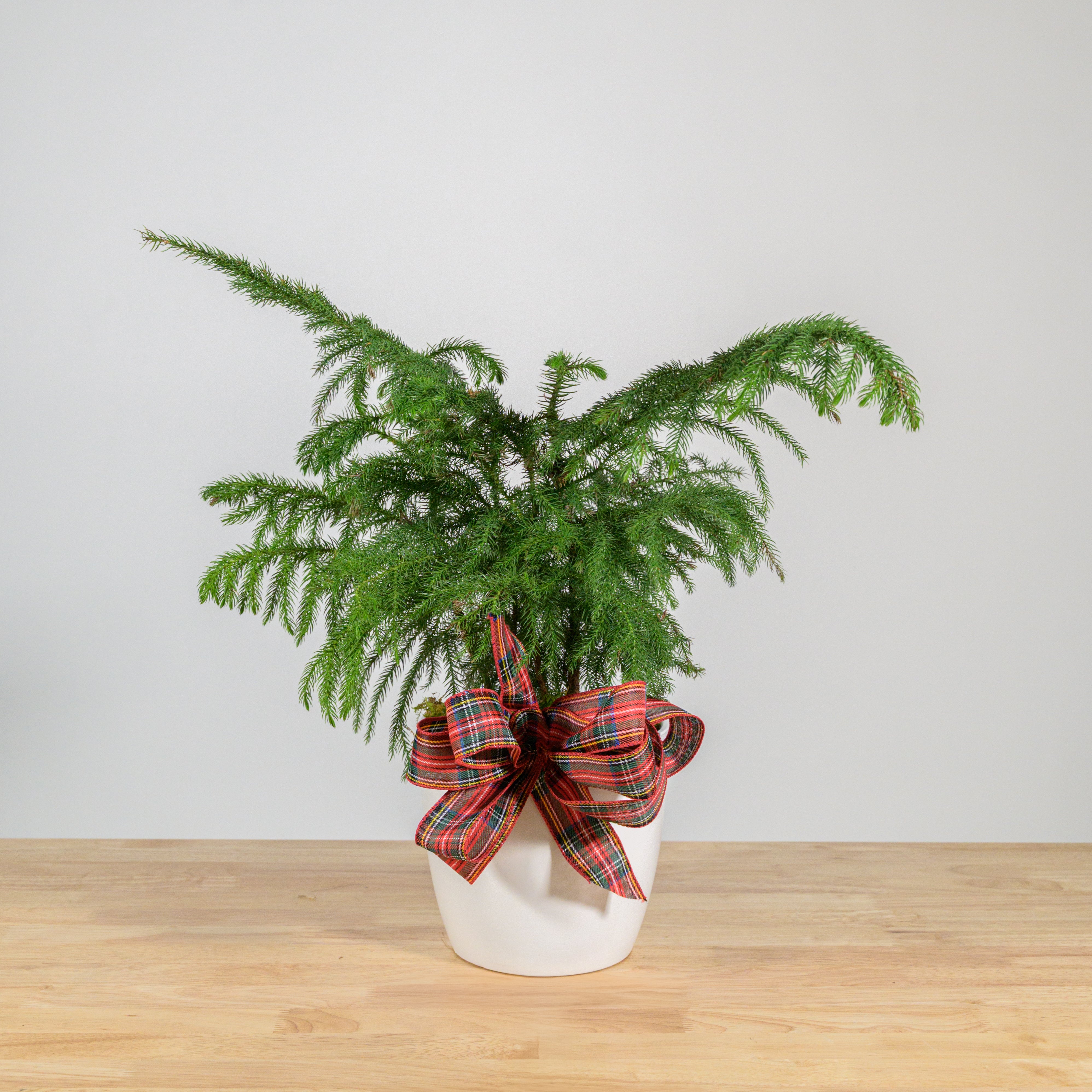 Norfolk Island Pine 6"
