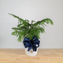 Norfolk Island Pine 6"
