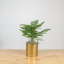 Norfolk Island Pine 6"